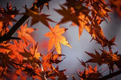 autumn-leave-1415541_640